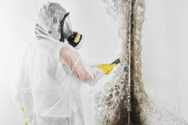 Best Fast Mold Removal  in Deerfield, MI