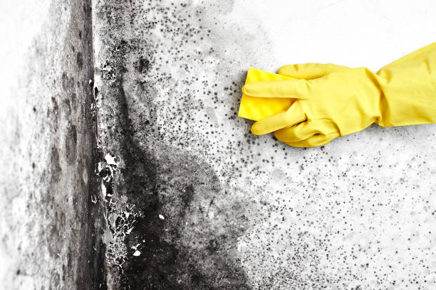 Best Mold Remediation Services  in Deerfield, MI