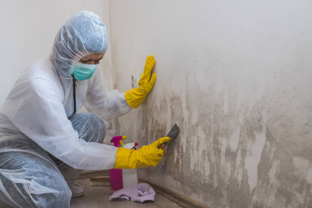 Best Black Mold Removal  in Deerfield, MI