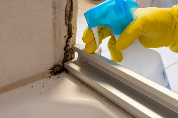 Best Home Mold Removal  in Deerfield, MI