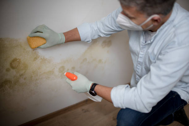 Mold Removal and Inspection in Deerfield, MI