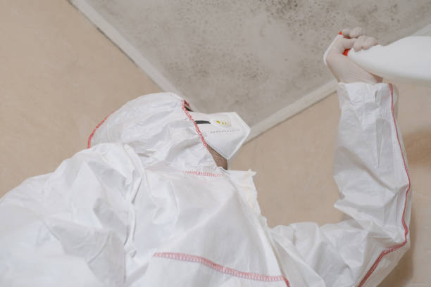 Mold Testing and Removal in Deerfield, MI