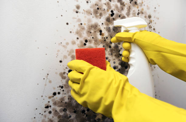 Best Mold Damage Repair  in Deerfield, MI