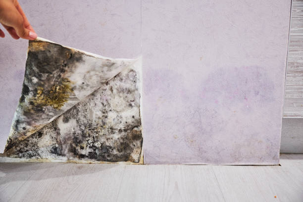 Best Black Mold Removal  in Deerfield, MI